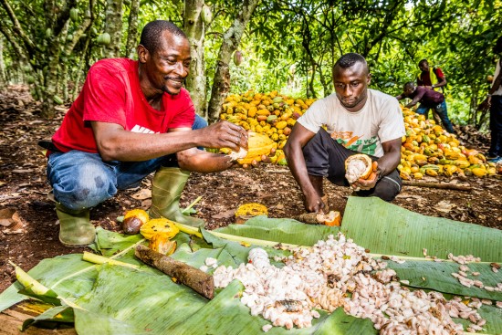 Kakaobauer Ngoran Nguessan (links) bereitet mithilfe von Diarrassouba Bazoumana die Kakaobohnen für die traditionelle Fermentierung vor. Von Ecookim, einem westafrikanischen Oikocredit-Partner, erhält er etwa technische Unterstützung.
